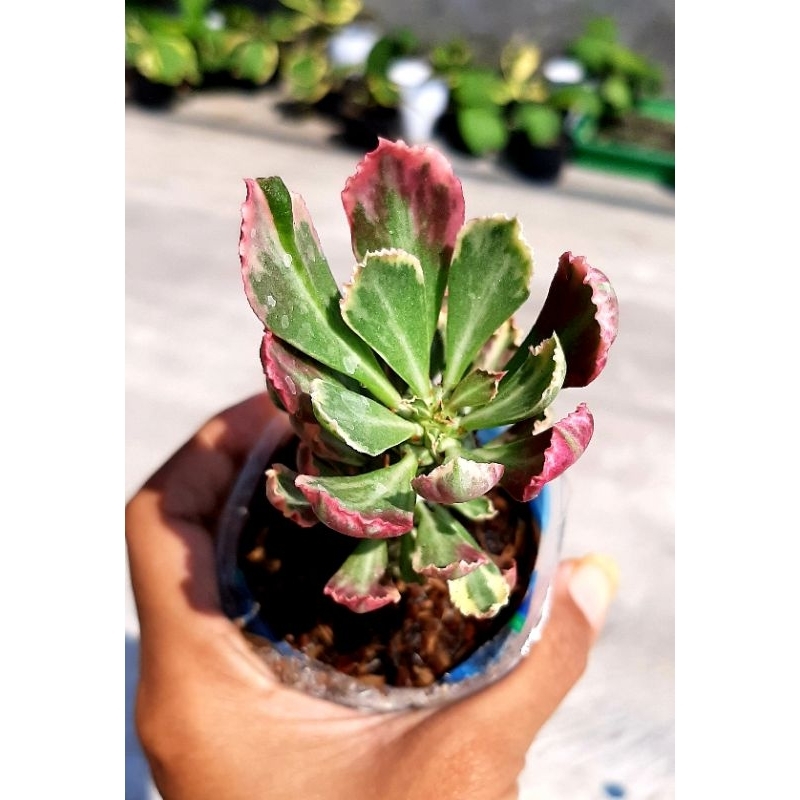 Sukulen Import Monadenium Korea
