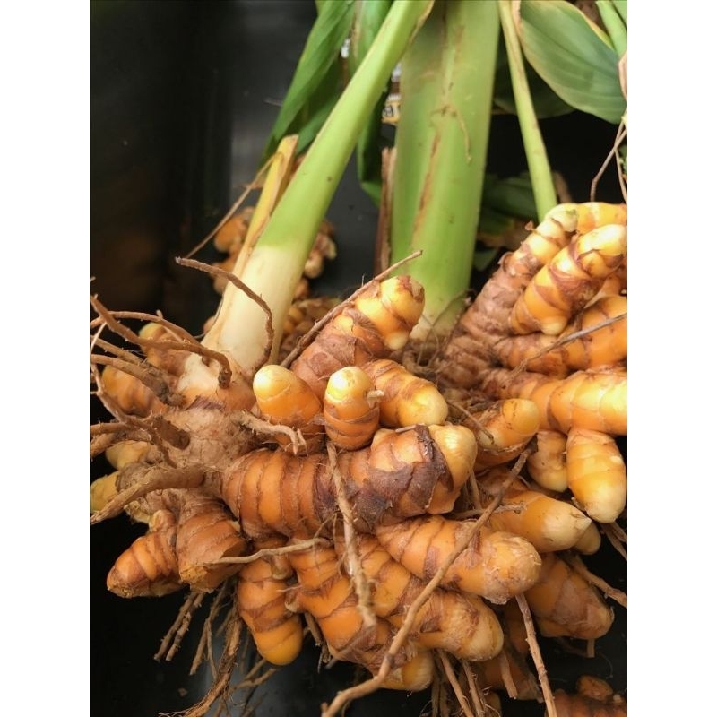 

kunyit/kunir 250 Gram