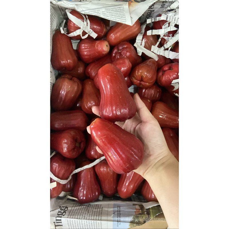 

Buah Jambu air citra / jambu cincalo / madura 500 gr
