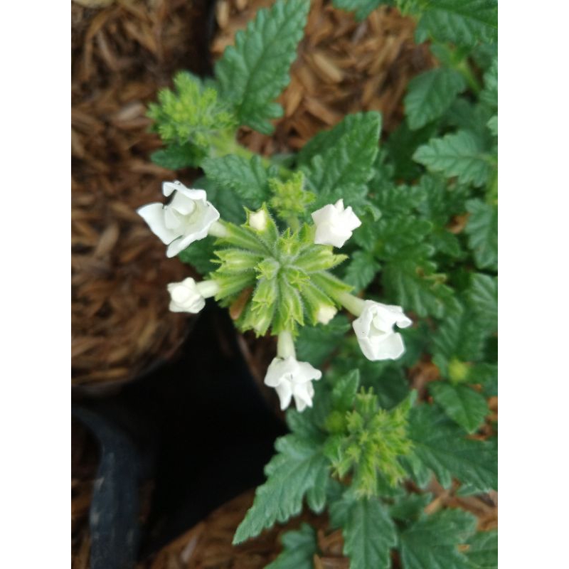 tanaman bunga verbena