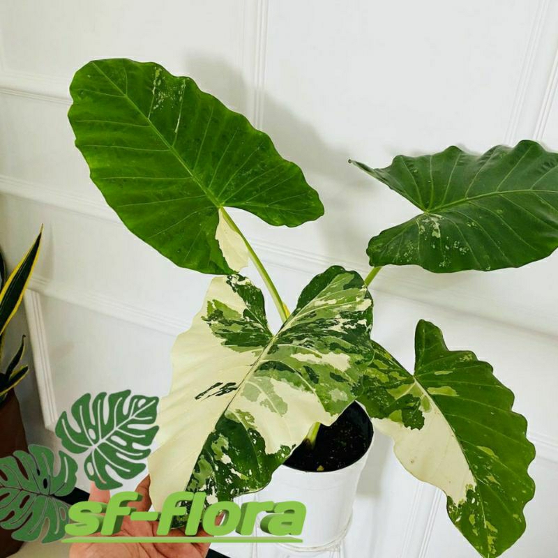 Tanaman Hias Sente Varigata- sente varigata putih