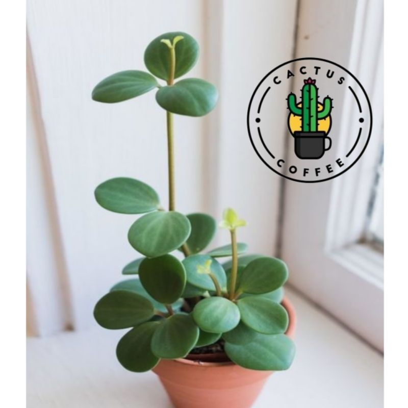 Tanaman Hias Gantung Hoya Coin Peperomia Hoya Koin / Tanaman Hidup Hoya Coin Bunga Hias Hoya Tanaman