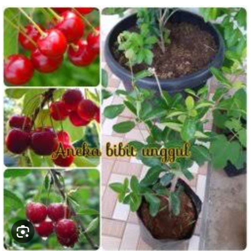 Jivara56 Bibit Beach Cerry