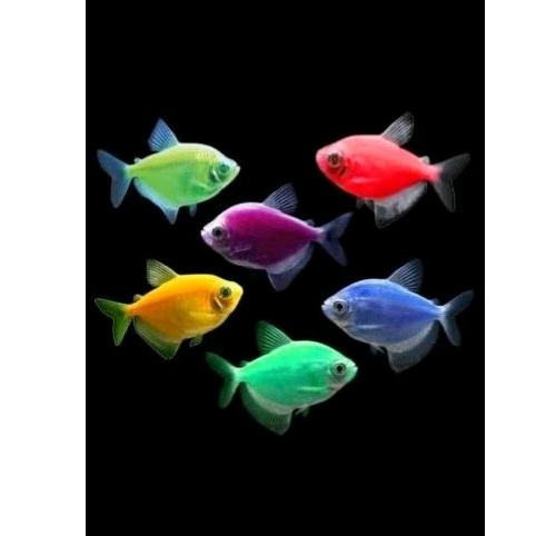 

ikan pelangi/ Tetra warna warni size 3cm