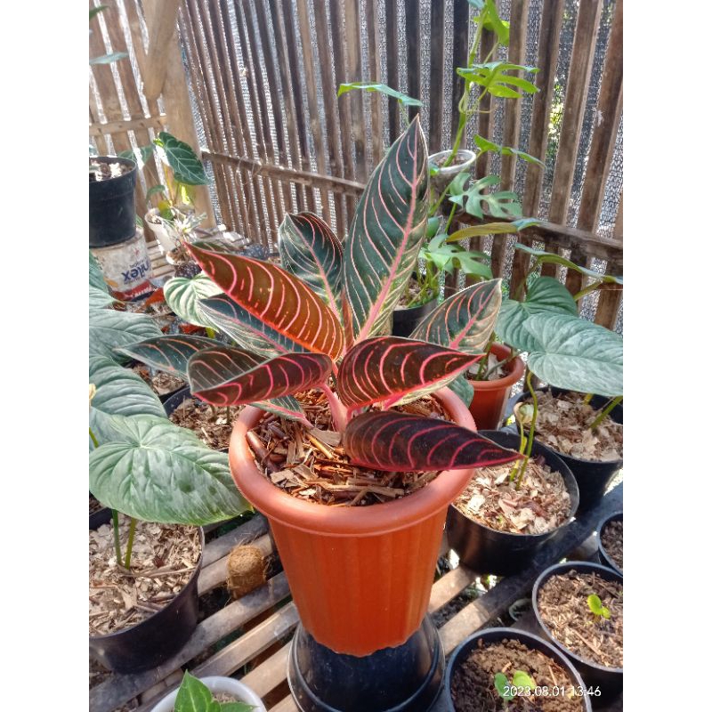 aglonema red sumatra