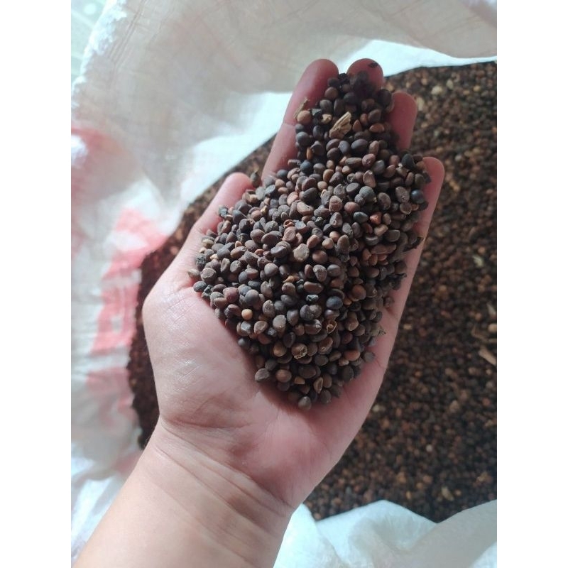 

biji kangkung super