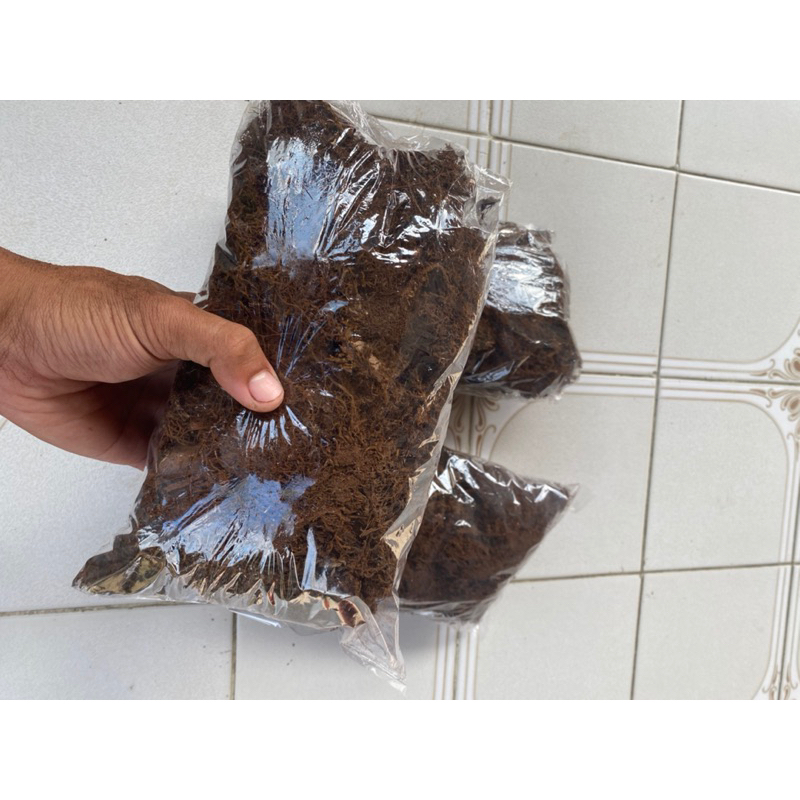 moss hitam / akar kadaka