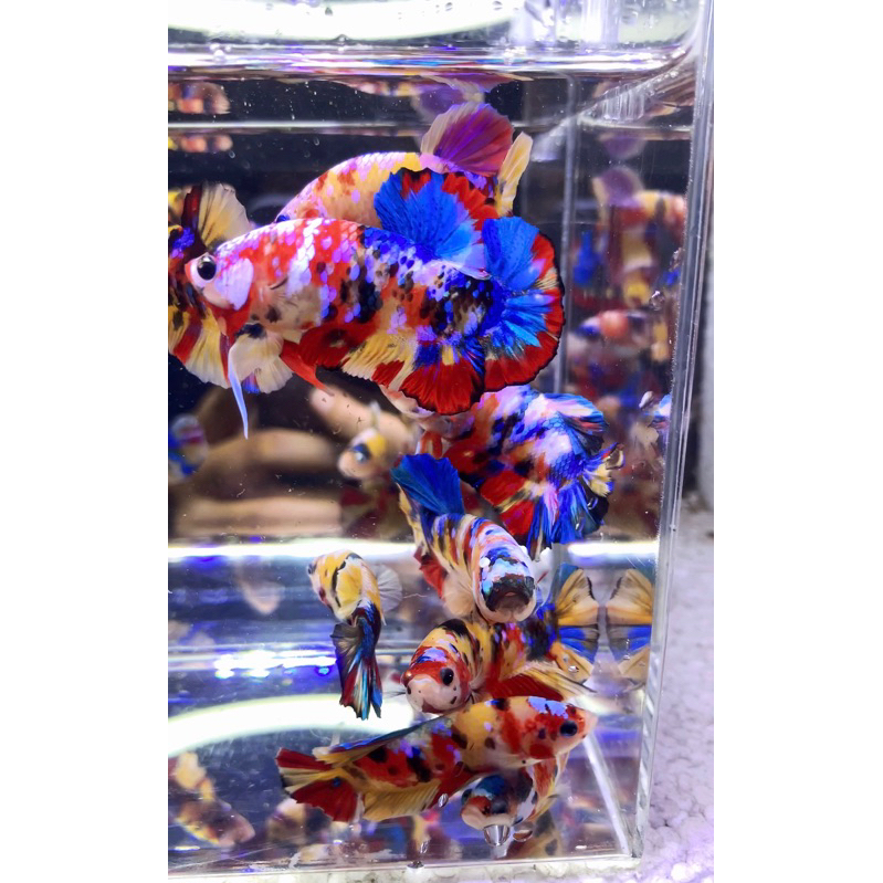 3 EKOR YELLOW BASE MULTY