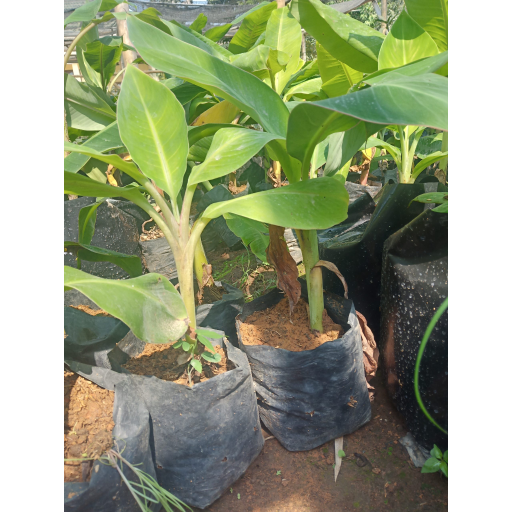 Bibit Pisang Cavendish Ambon Putih Unggulan