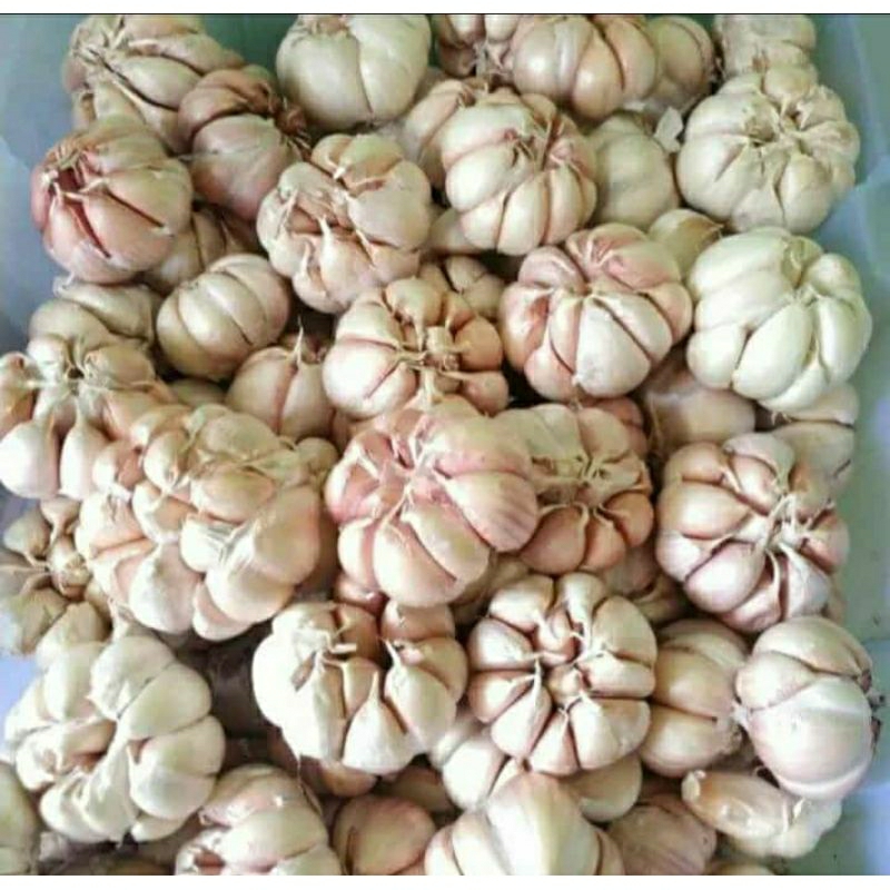 

bawang putih 1kg bersih