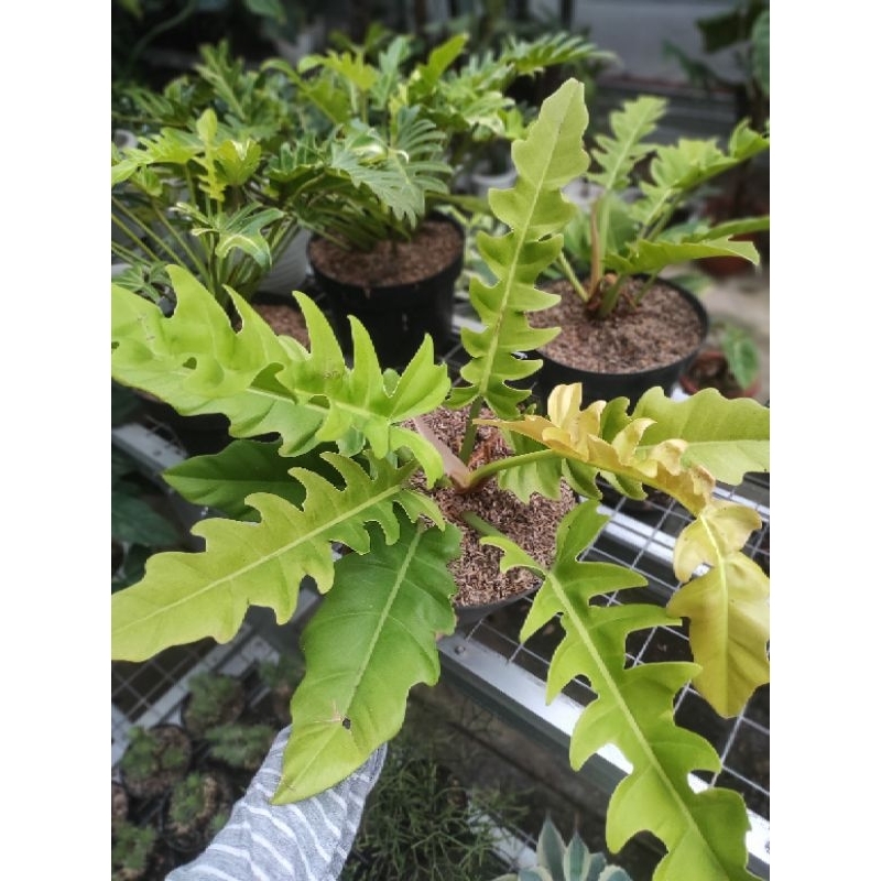 Philodendron Golden Saw / Philo Golden Saw / Philodendron