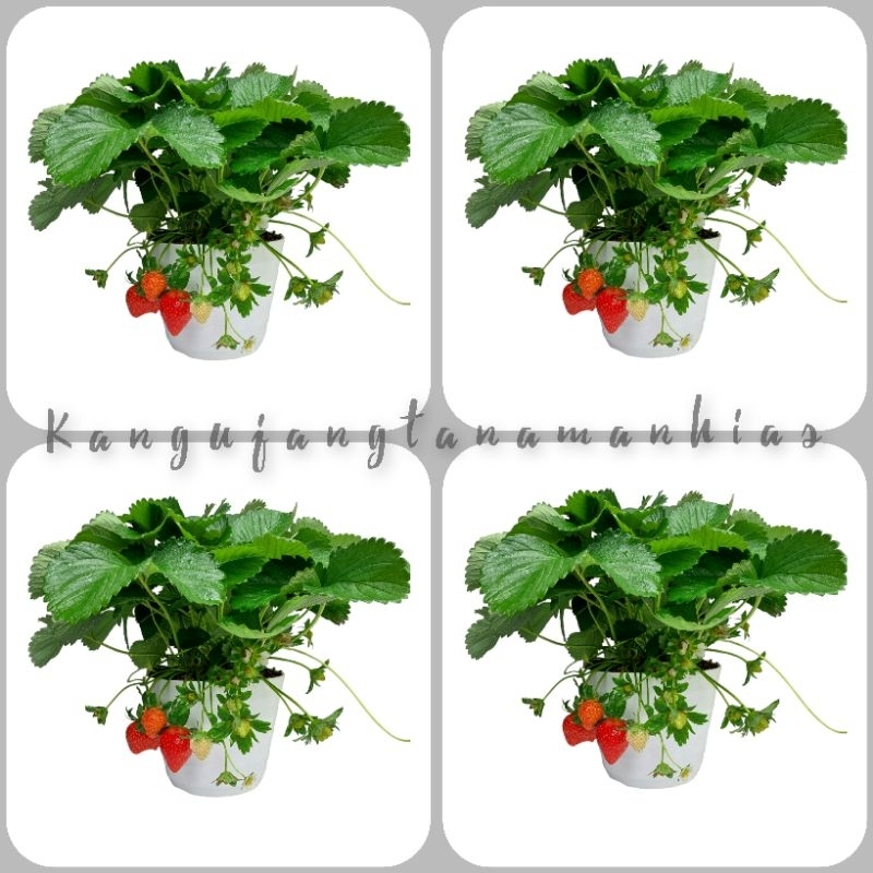 PAKET 4 POHON STRAWBERRY SUPER GRADE A SUDAH BERBUAH LEBAT  | TANAMAN HIDUP STRAWBERRY | BIBIT STRAW