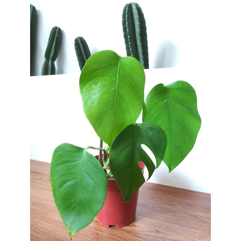 Monstera Variegata / Monvar