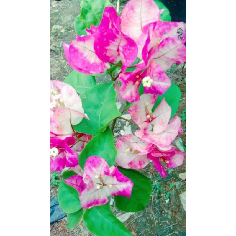 bunga Bougenville Bengawan Solo