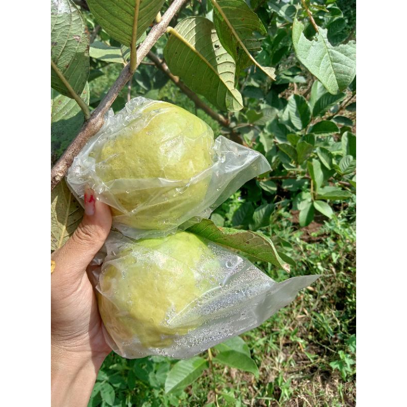 

Jambu Kristal Asli Kebumen [500gr atau ½Kg]