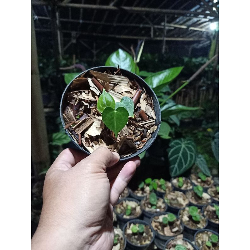 tanaman kuping gajah tarantula baby Ori