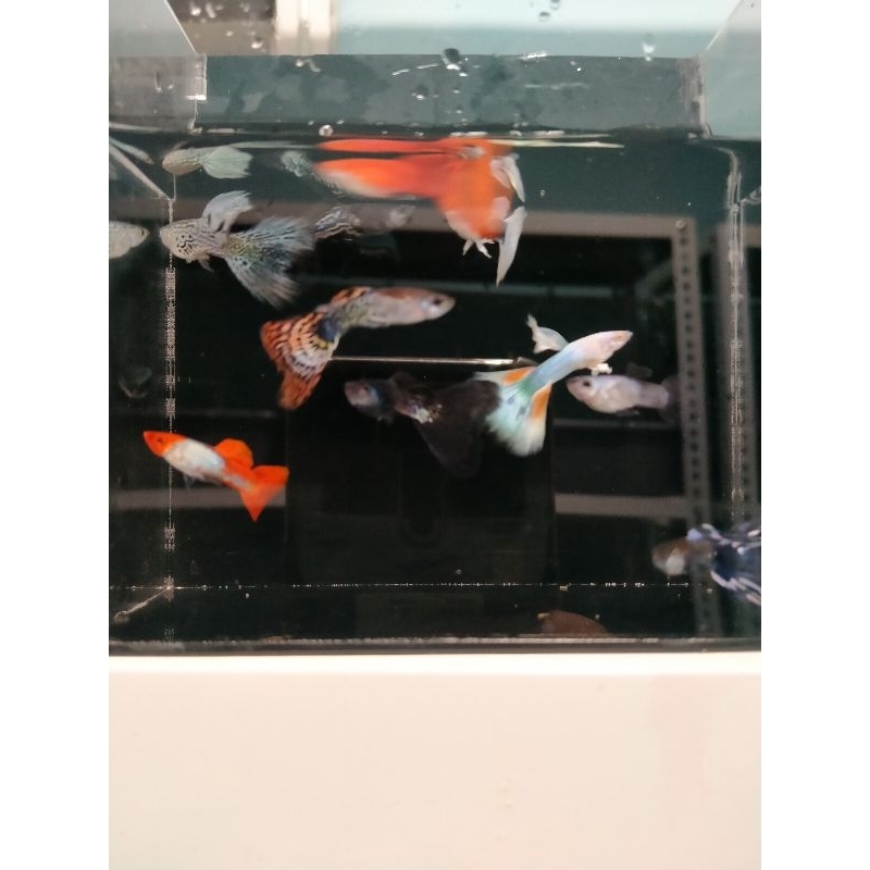 Ikan hias Guppy cendolan