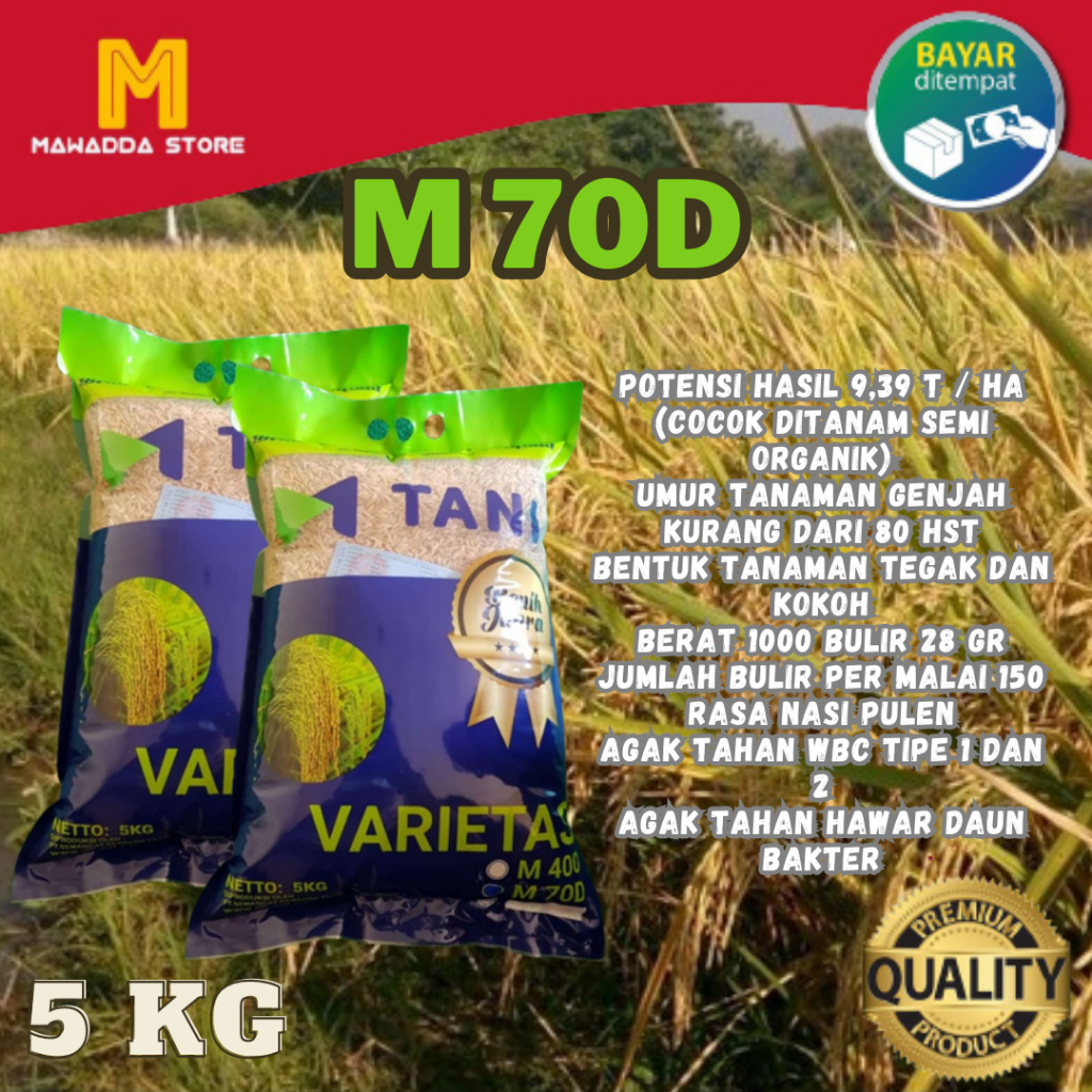 Benih Padi M70D Bibit Unggul Super PREMIUM