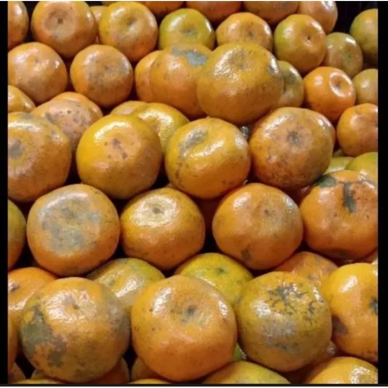 

Jeruk Medan Brestagi super