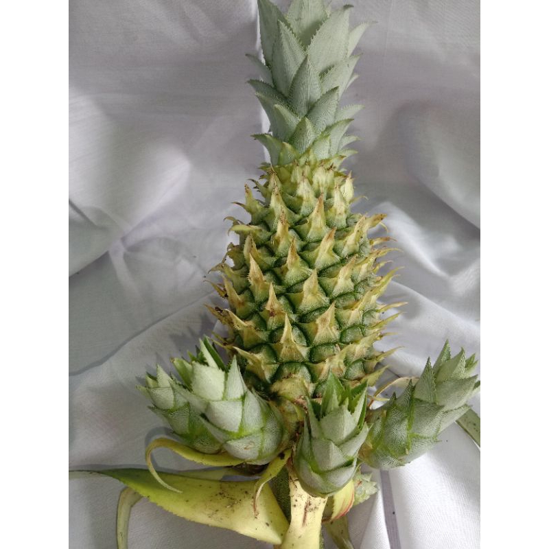 

NANAS HIJAU PER BUAH