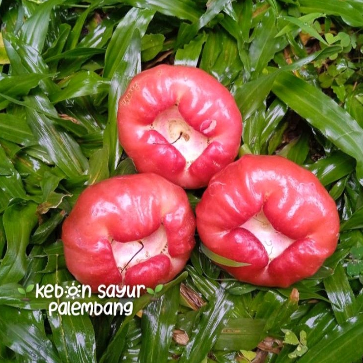 

jambu air