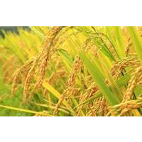 

beras premium