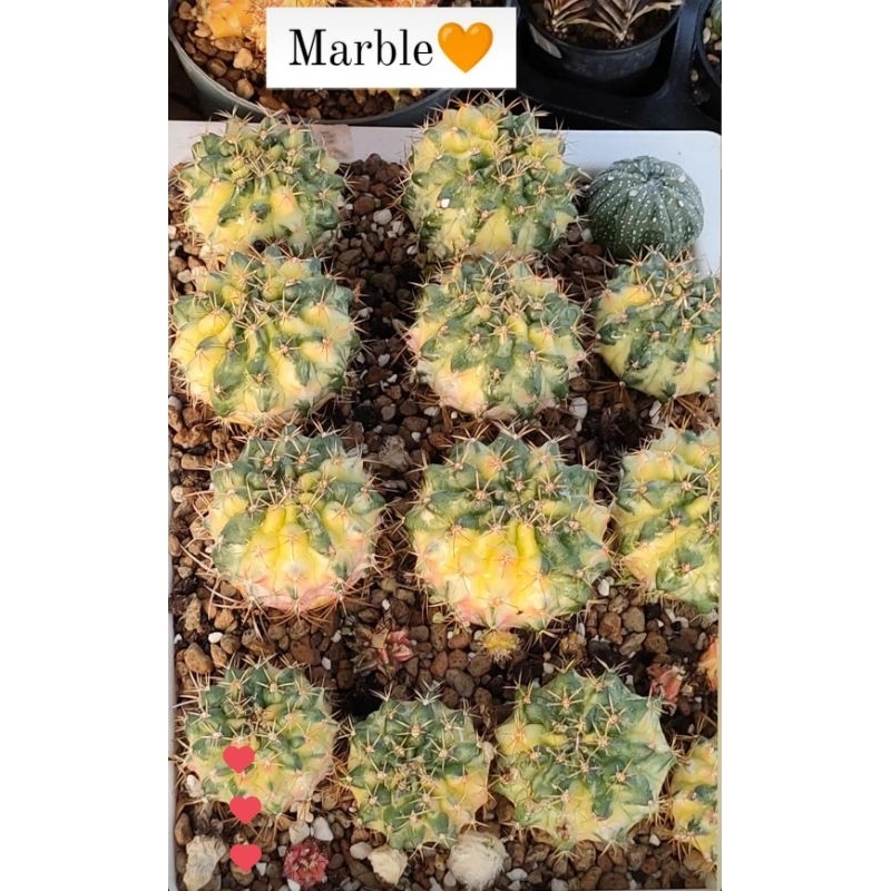 Gymno Marble koleksi variegata