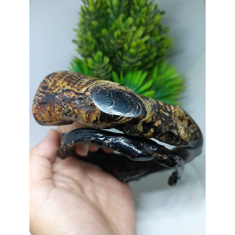 Gelang Akar Bahar Hitam Bonggol Unik