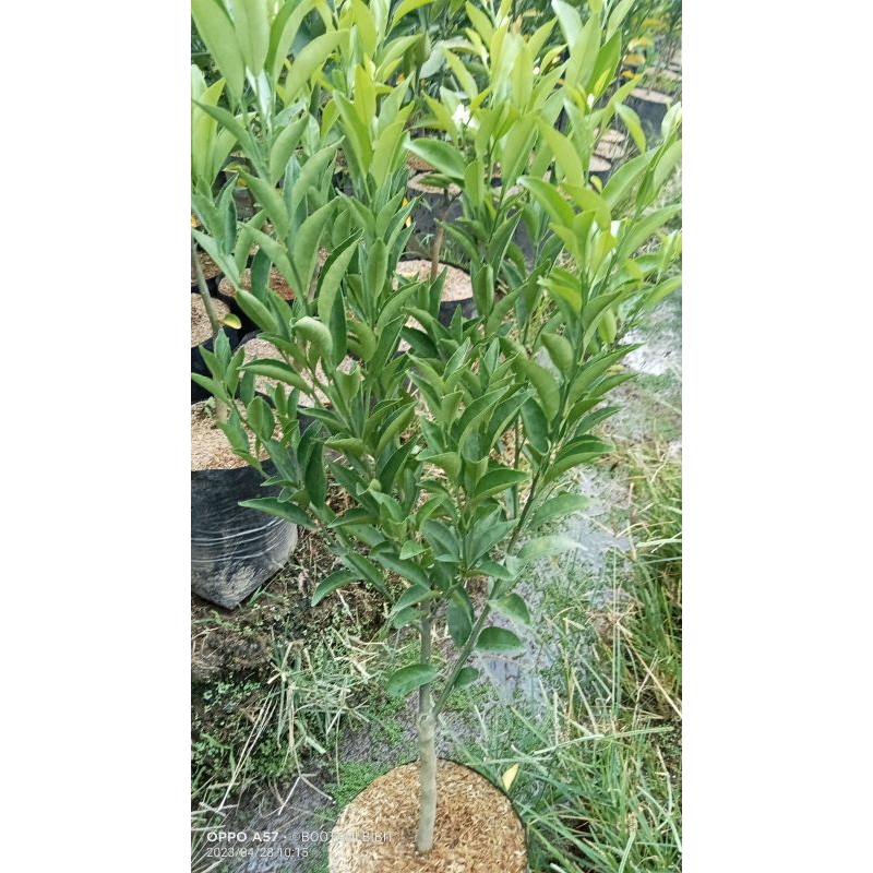 (Valid)Jeruk Santang Madu berbunga/menjelang