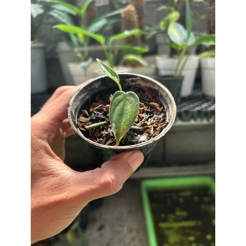 philodendron burlemarx fantasy real pict