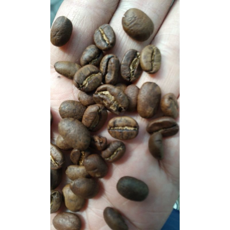 

robusta