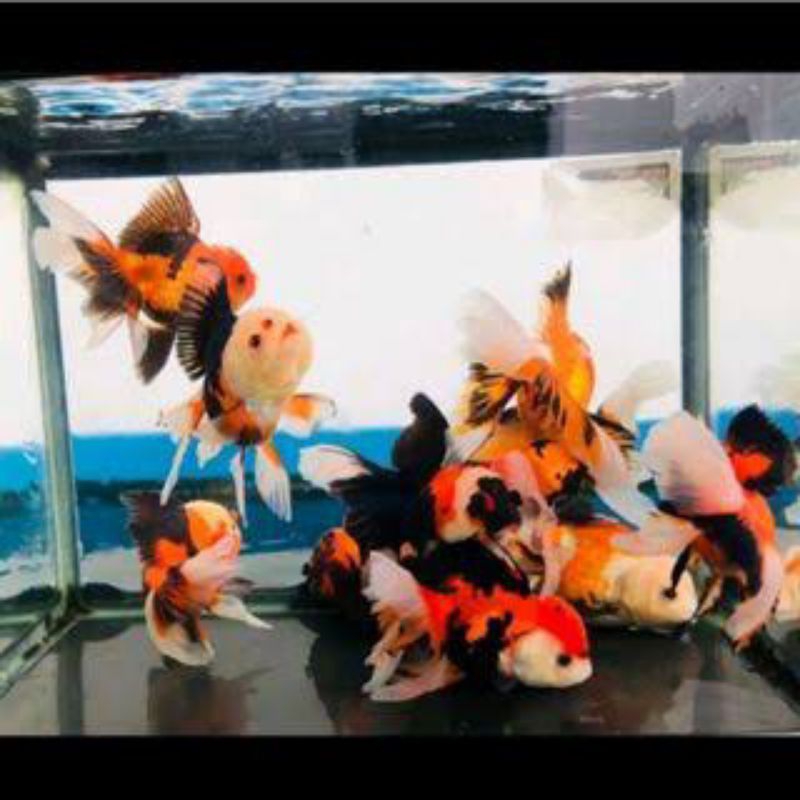 Lampu aquarium three color oranda 3co trico 6-8 cm
