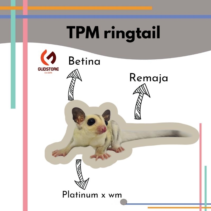 SUGAR  GLIDER TPM / TRUE PLATINUM MOZAIC / RINGTAIL / JOEY LUCU MURAH