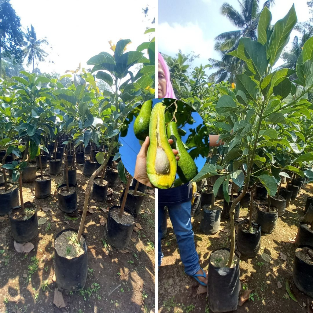 Bibit Alpukat Kelud 1 Meter