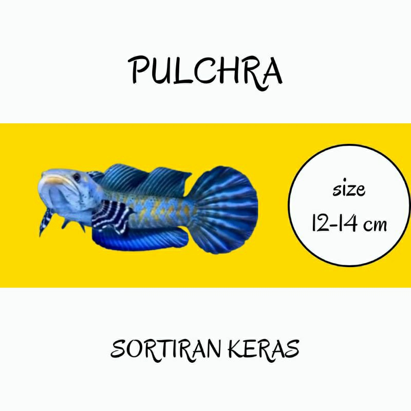 pulcra 12-14 cm grade a+++ sortiran keras(garansi pulau jawa)
