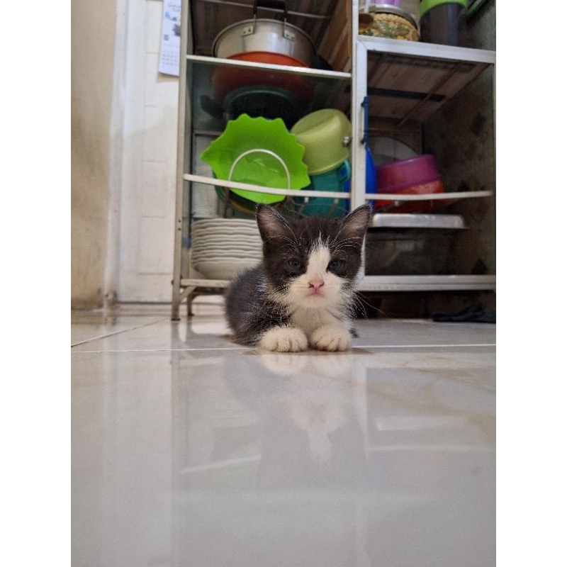 Boneka Kucing Kinkalow