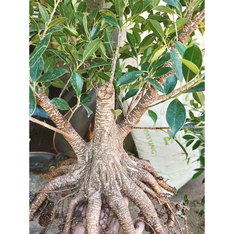 bahan bonsai kimeng berkuwalitas,bonsai kimeng prokar kimeng pecah batang