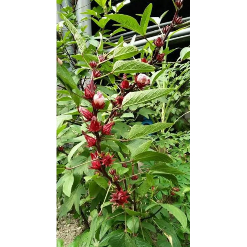 

Bunga rosella organik berat 50g untuk obat herbal