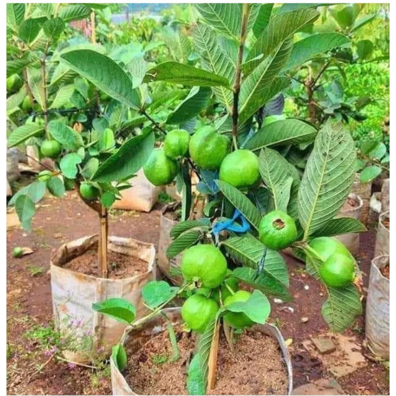 Pohon jambu kristal cangkokan berbuah berbunga