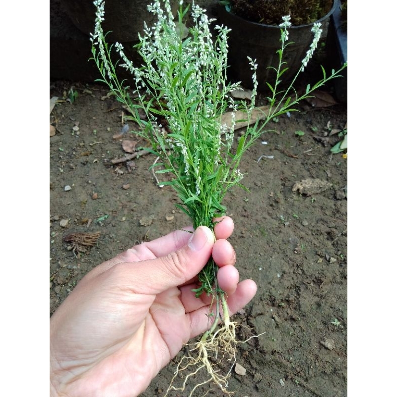 TANAMAN AKAR WANGI Polygala Panyculata / AKAR WANGI