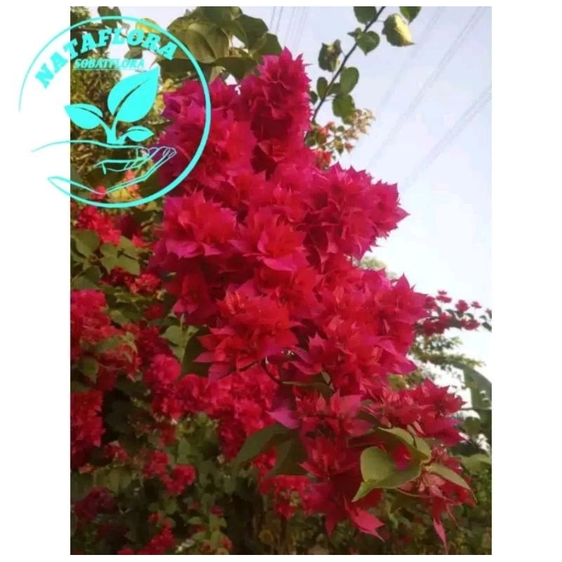 bibit bunga bougenville singapore merah fanta batang ori