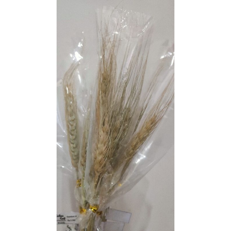 Gandum kering/gandum/bahan mahar