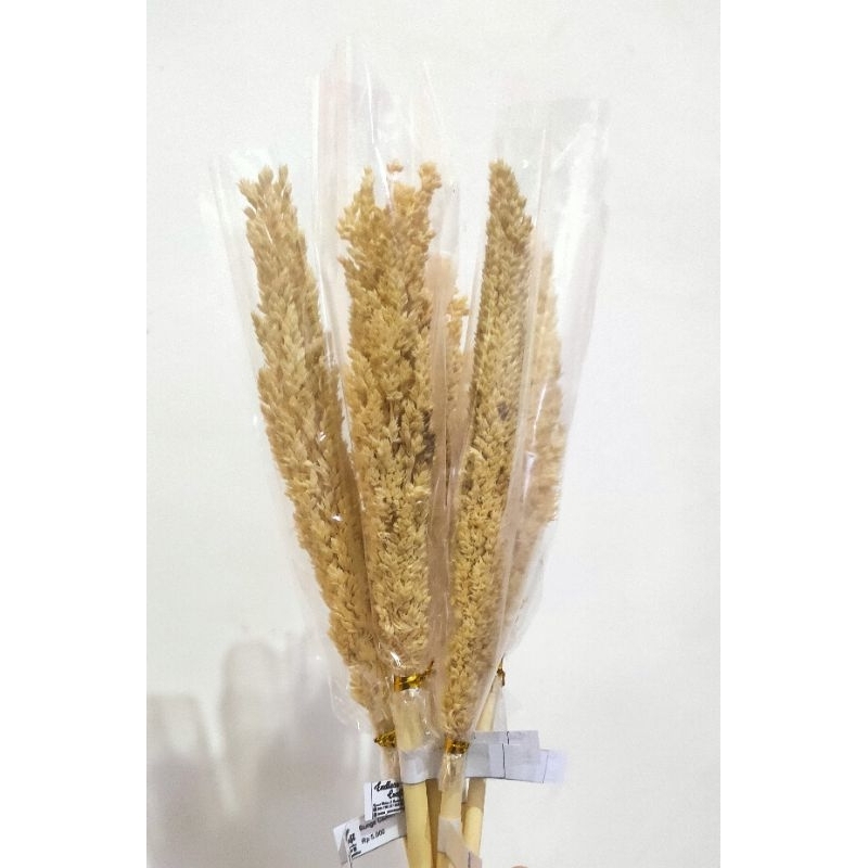 Bunga Cantel kering/ bunga sorgum kering/ bunga kering