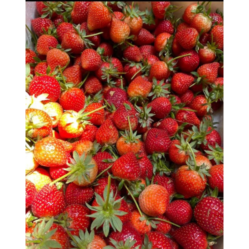 Strawberry Tawangmangu