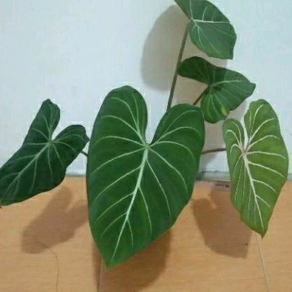 Philodendron Gloriosum Dark Form