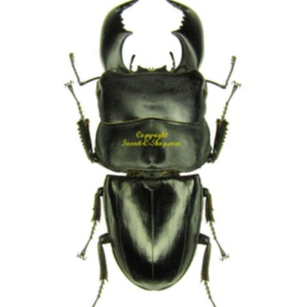 KUMBANG CAPIT AWETAN SERANGGA KERING dorcus titanus