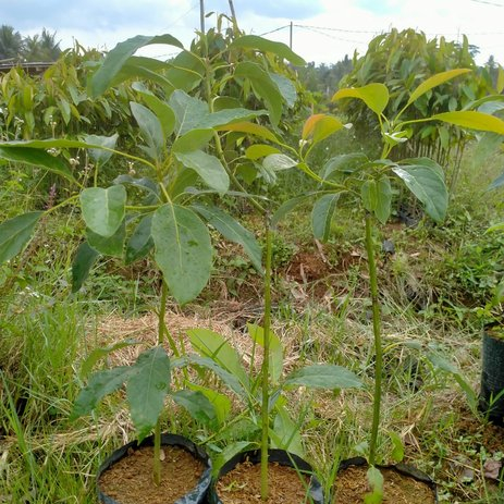 Bibit Alpukat Hass Okulasi Indukan Unggul