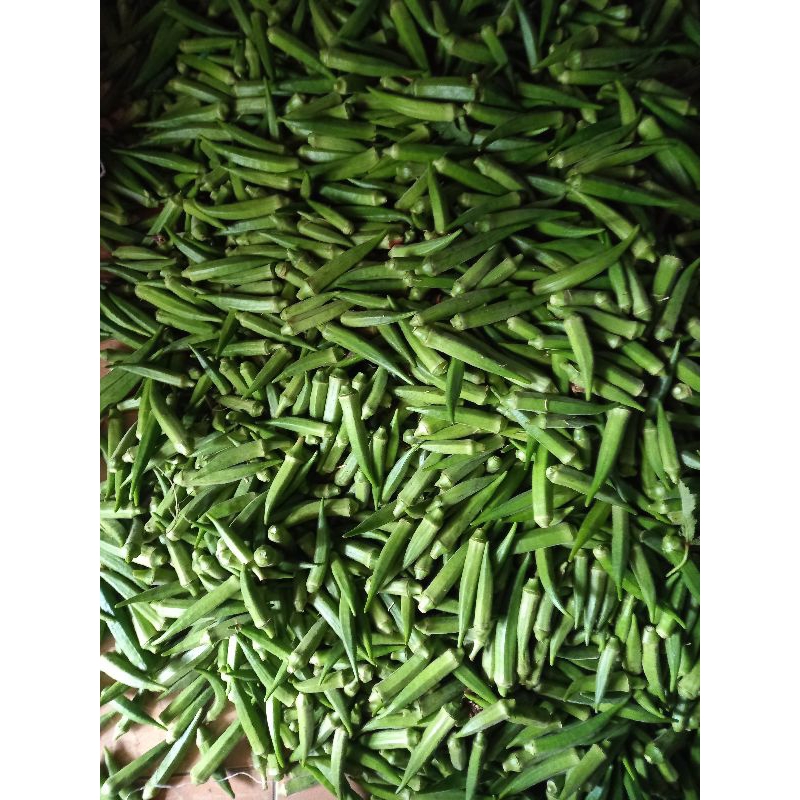 SAYURAN OKRA