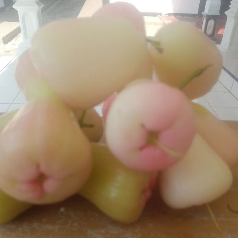 Jambu air madu