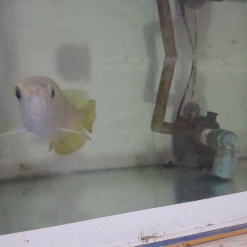 golden red hb lengkap